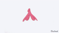 Animated diagram of the size of the clitoris (10 cm) in relation to the rest of the vulva