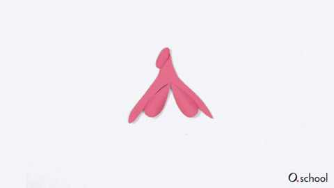 Animated diagram of the size of the clitoris (10 cm) in relation to the rest of the vulva