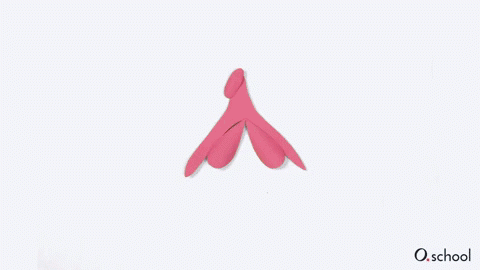 Animated diagram of the size of the clitoris (10 cm) in relation to the rest of the vulva Animated diagram of the size of the clitoris (10 cm) in relation to the rest of the vulva